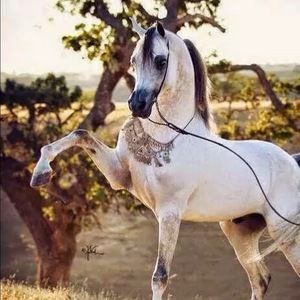 Meet your Posher, Rodolfo